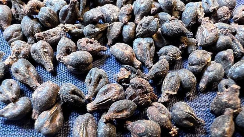 الكشف عن مئات من