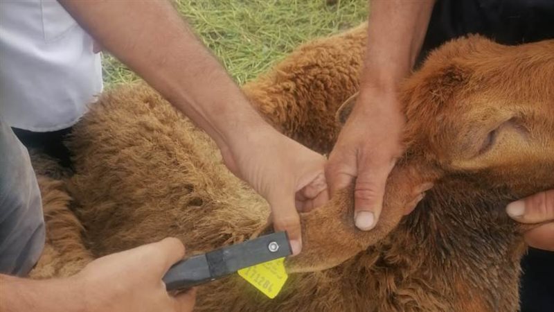 تحصين 7500 رأس أغنام