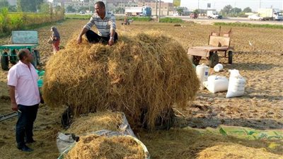 إجراءات مكثفة للقضاء على ظاهرة السحابة السوداء وحرق قش الأرز