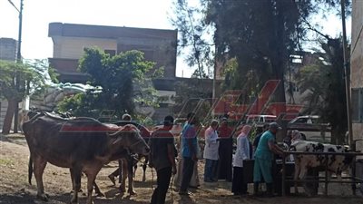 الكشف على 801 رأس ماشية وإجراء عمليات جراحية للحيوانات بكفر الشيخ