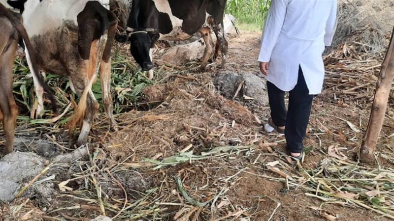 تحصين 7500 رأس أغنام