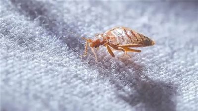 بعد انتشاره في فرنسا.. تعرف على الطرق الطبيعية الآمنة للتخلص من حشرة البق
