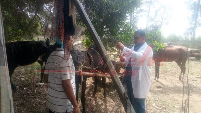 القافلة البيطرية