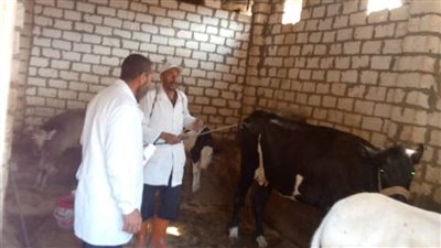 علاج 71 ألفًا و756 رأس ماشية ضمن الحملة القومية للتحصين بالبحيرة