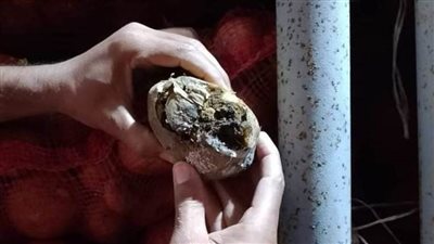 ضبط 5 أطنان بطاطس فاسدة بحملة مكبرة في القناطر الخيرية