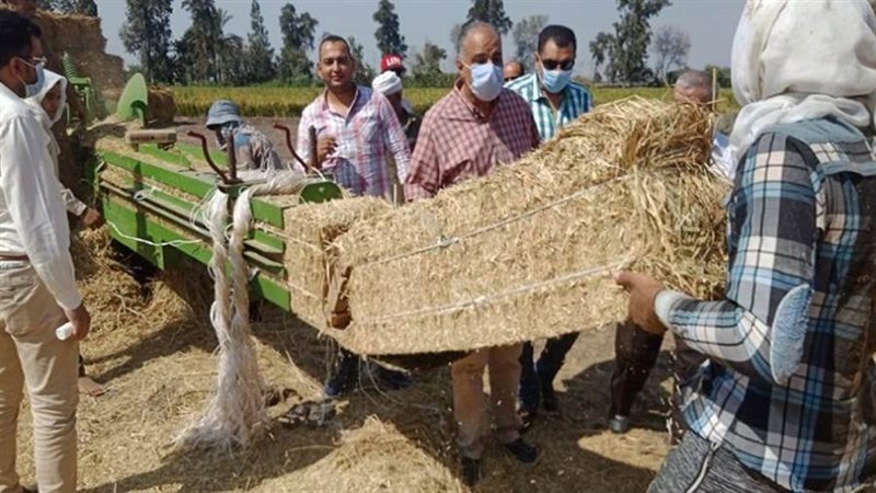 جمع وتدوير قش الأرز