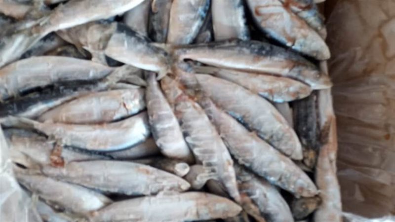 ضبط 48 طن أسماك وكبدة