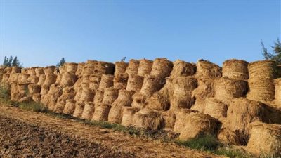 حملات توعوية لقطاع الاستصلاح بأهمية تدوير قش الأرز 