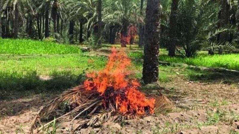 وكيل وزارة الزراعة