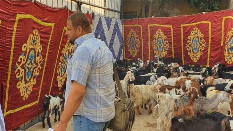 تسليم رؤوس ماشيه