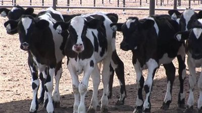 وزير الزراعة يوافق على صرف حوالي 220 مليون جنيه تمويلا جديدا للمشروع القومي للبتلو