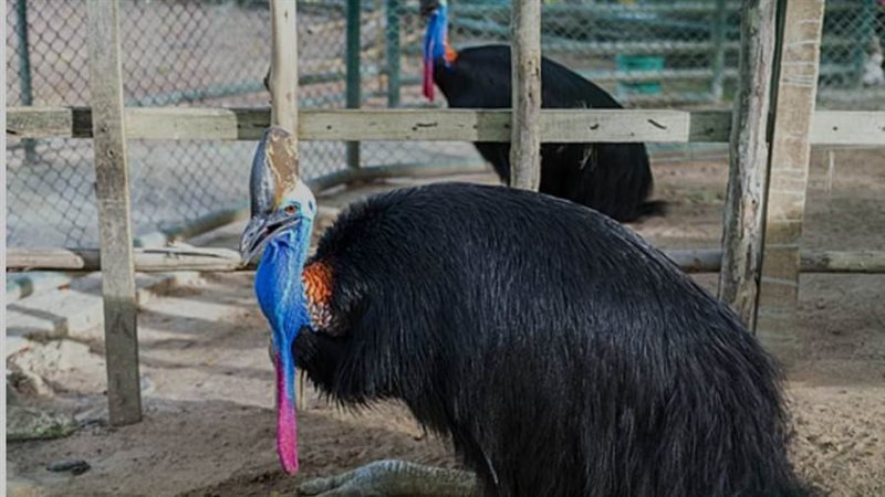 طائر الكاسواري