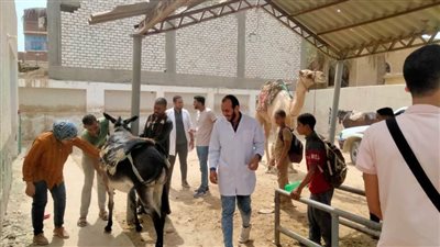 قافلة جامعة سوهاج البيطرية تتجه لقرية الكولة بأخميم وتناظر ٣١٥ حالة مجاناً