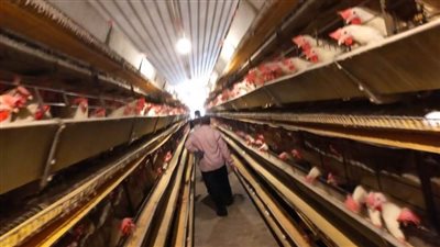 الموافقة على 22 مشروعًا زراعيًا وحيوانيًا لفلاحي المنوفية