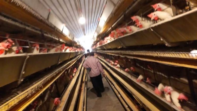 مشروع الدواجن بالمنوفية