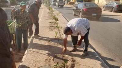 المنيا.. زراعة أشجار مثمرة وأخرى للزينة ضمن مبادرة 