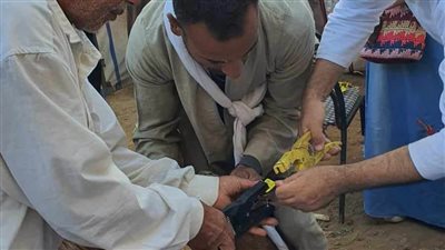 تسليم 70 مشروعا على المستفيدين من تكافل وكرامةضمن برنامج فرصة بالمنيا 