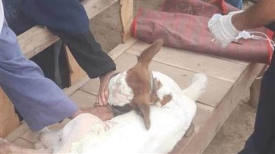 بيطري المنيا: تقديم الخدمات البيطرية لـ918 رأس ماشية خلال قافلة بيطرية بمركز أبوقرقاص