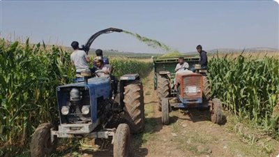 ١٥ مصنعًا في الإسكندرية لإعادة صناعة الأعلاف من مخلفات الإنتاج الحيواني