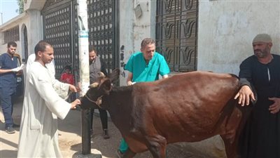 قافلة جامعة سوهاج البيطرية تتجه لقرية برديس وتناظر ٢١٠ حالات مجاناً