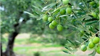 الزراعة: حصاد 6 آلاف فدان من محصول الزيتون بمراقبة شرق القناة