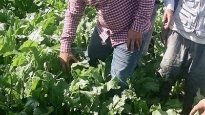 زراعة 27160 فدانًا من محصول بنجر السكر بالبحيرة