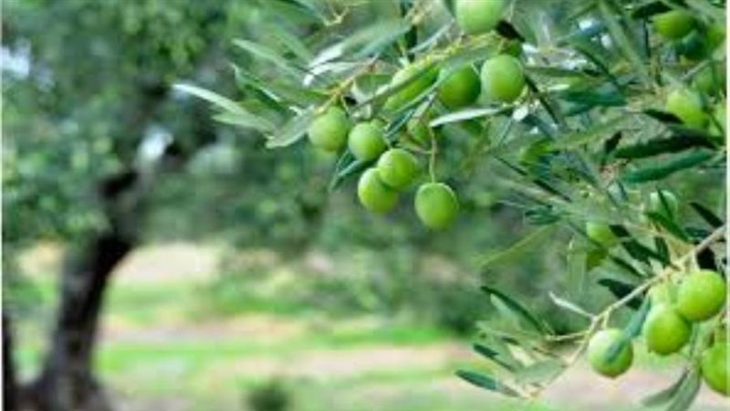 محصول الزيتون