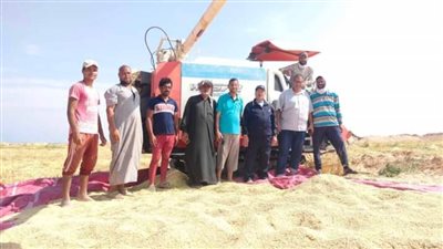 بشائر الخير بدء موسم حصاد محصول الأرز بمزارع مفيض باريس بالوادي الجديد