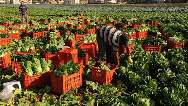 زراعة المحاصيل الشتوية