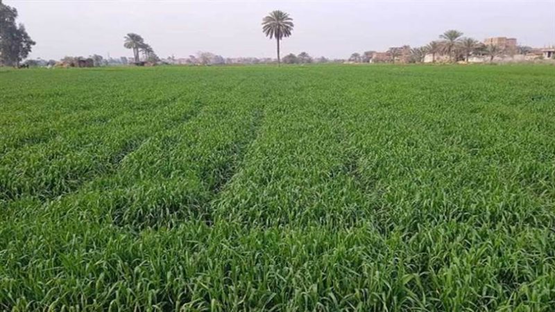 بدء زراعة القمح بالوادى