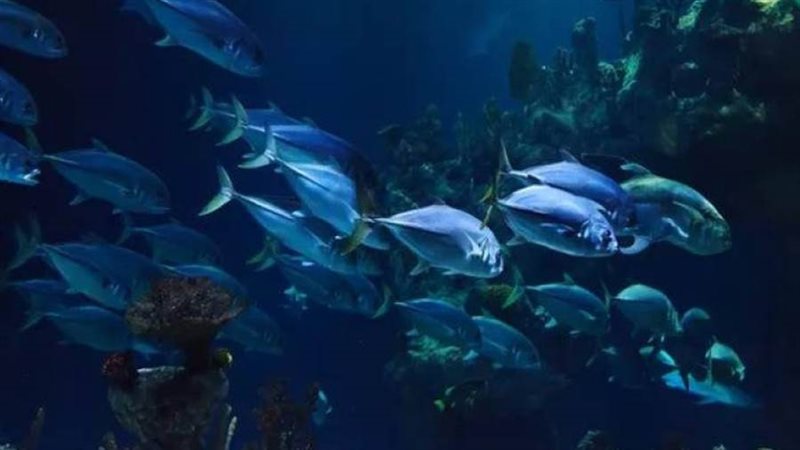 هجرة الأسماك