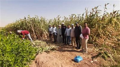 زراعة الوادي الجديد تنفذ يوم حصاد الذرة الرفيعة بقرية صنعاء بالخارجة