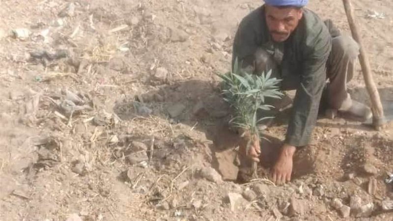 زراعة أشجار مثمرة