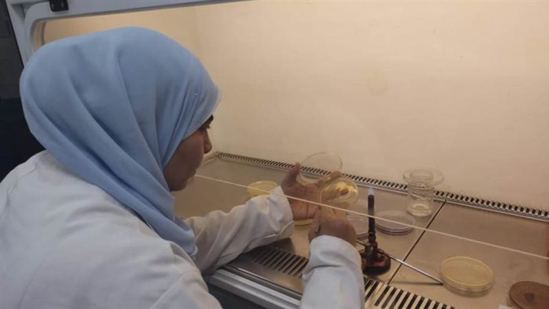 خلال فحص عينات البطاطس