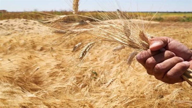 محصول القمح