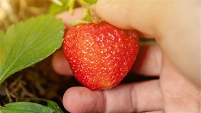 دراسة أمريكية: الفراولة تقلل من خطر الإصابة بالخرف وتعزز الحالة المزاجية