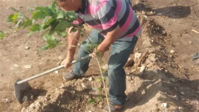 ضمن مبادرة 100 مليون شجرة زراعة 157 شجرة مثمرة بمطاي