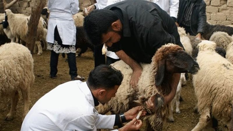 تحصين الأغنام والماعز