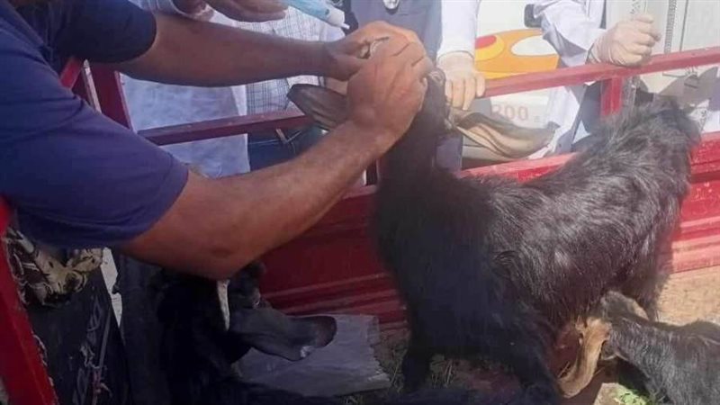 قافلة بيطرية بالمنيا