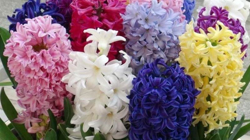 نبات الخزامي