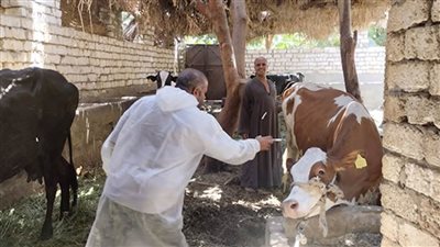 غدًا الأحد.. بدء الحملة القومية الثالثة لتحصين الماشية ضد الحمى والوادي المتصدع