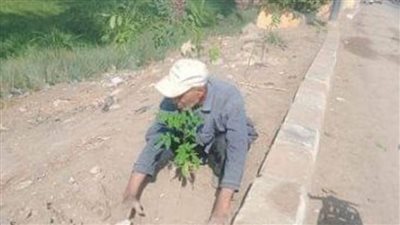 المنيا.. زراعة 114 شجرة مثمرة ضمن مبادرة 100 مليون شجرة