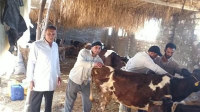 تحصين 21 ألف رأس ماشية أول أيام الحملة القومية للتحصين بالبحيرة 