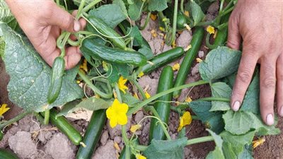 عاجل| ازرع صح.. أخطاء تسميد 