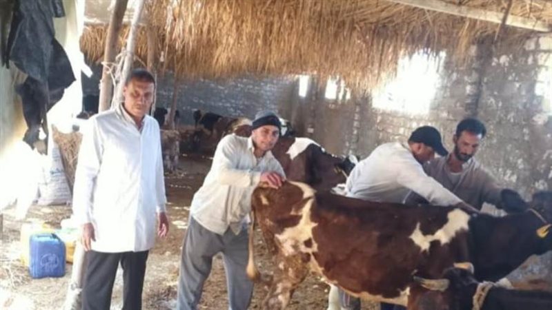 تحصين 21 ألف رأس