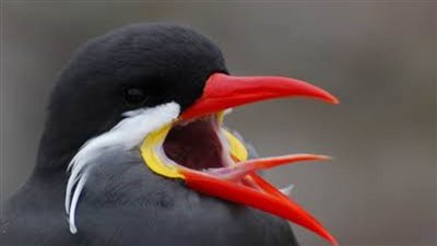 الإنكا.. طائر بحري مميز بشاربه الأبيض 