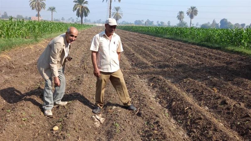 زراعات بنى سويف