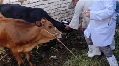 تحصين 78 ألف رأس ماشية ضد الحمى القلاعية وحمى الوادي المتصدع بالمنيا