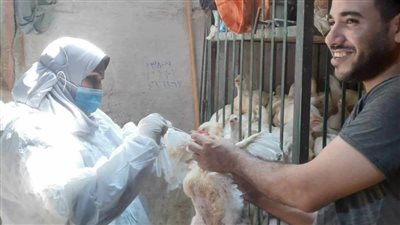 بيطري المنيا: حملات مستمرة على الأسواق للحفاظ على الثروة الداجنة  