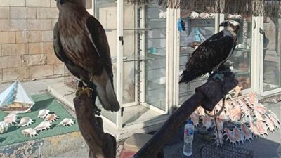 البيئة تضبط عددا من الطيور المهددة بالانقراض قبل بيعها بمنطقة قايتباي بالإسكندرية
